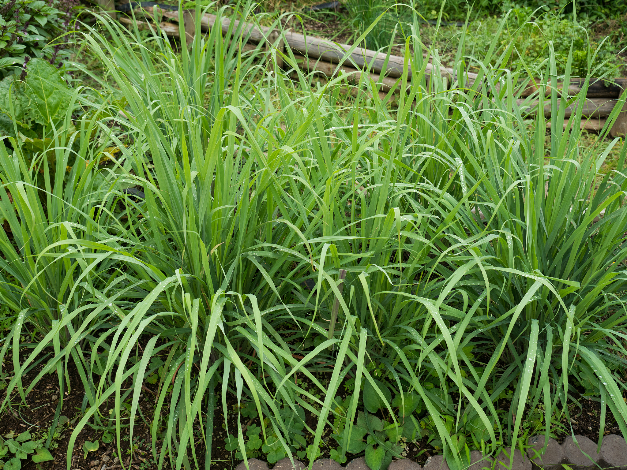 lemongrass