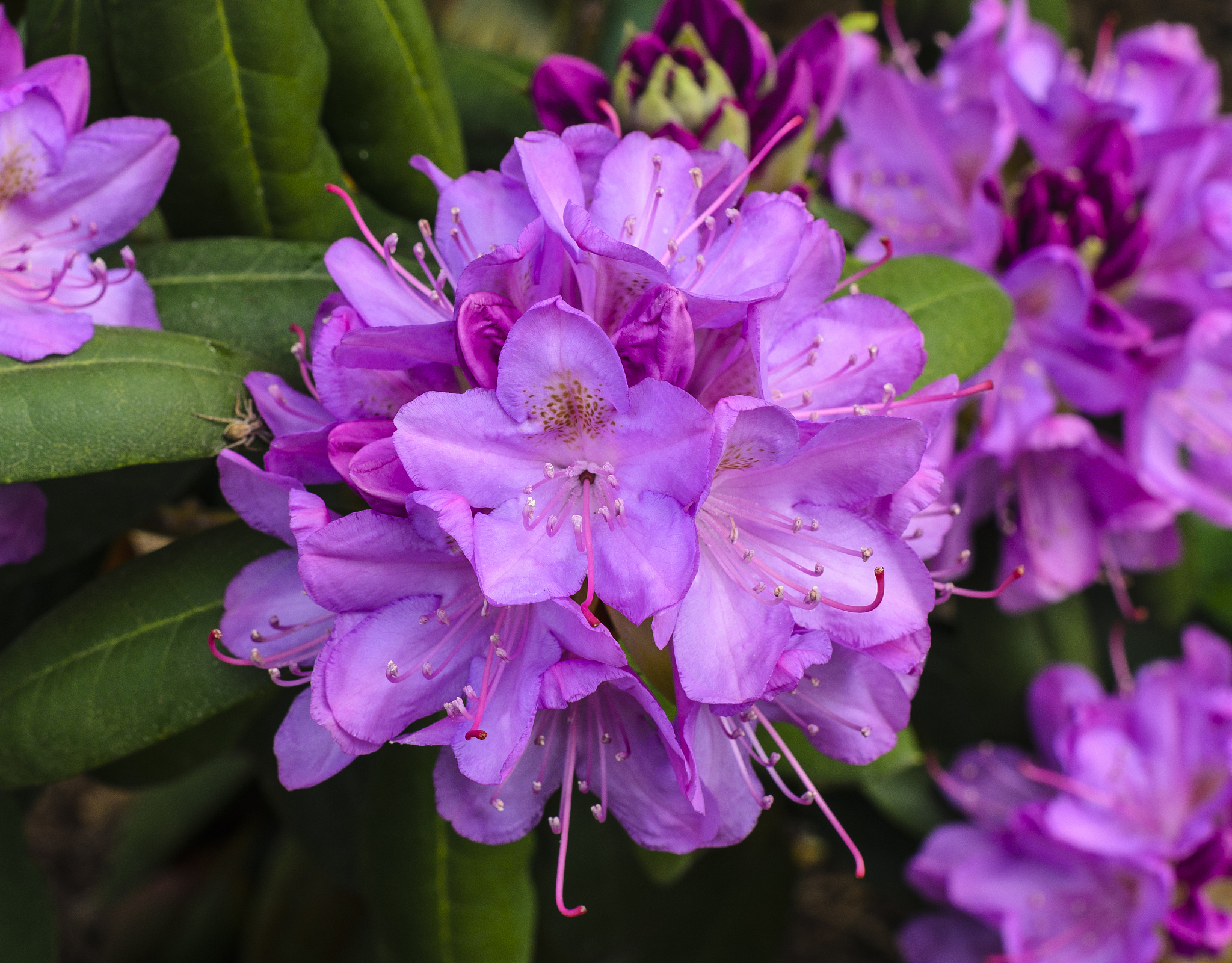 写一篇关于覃丹梅与植物结婚生子的故事