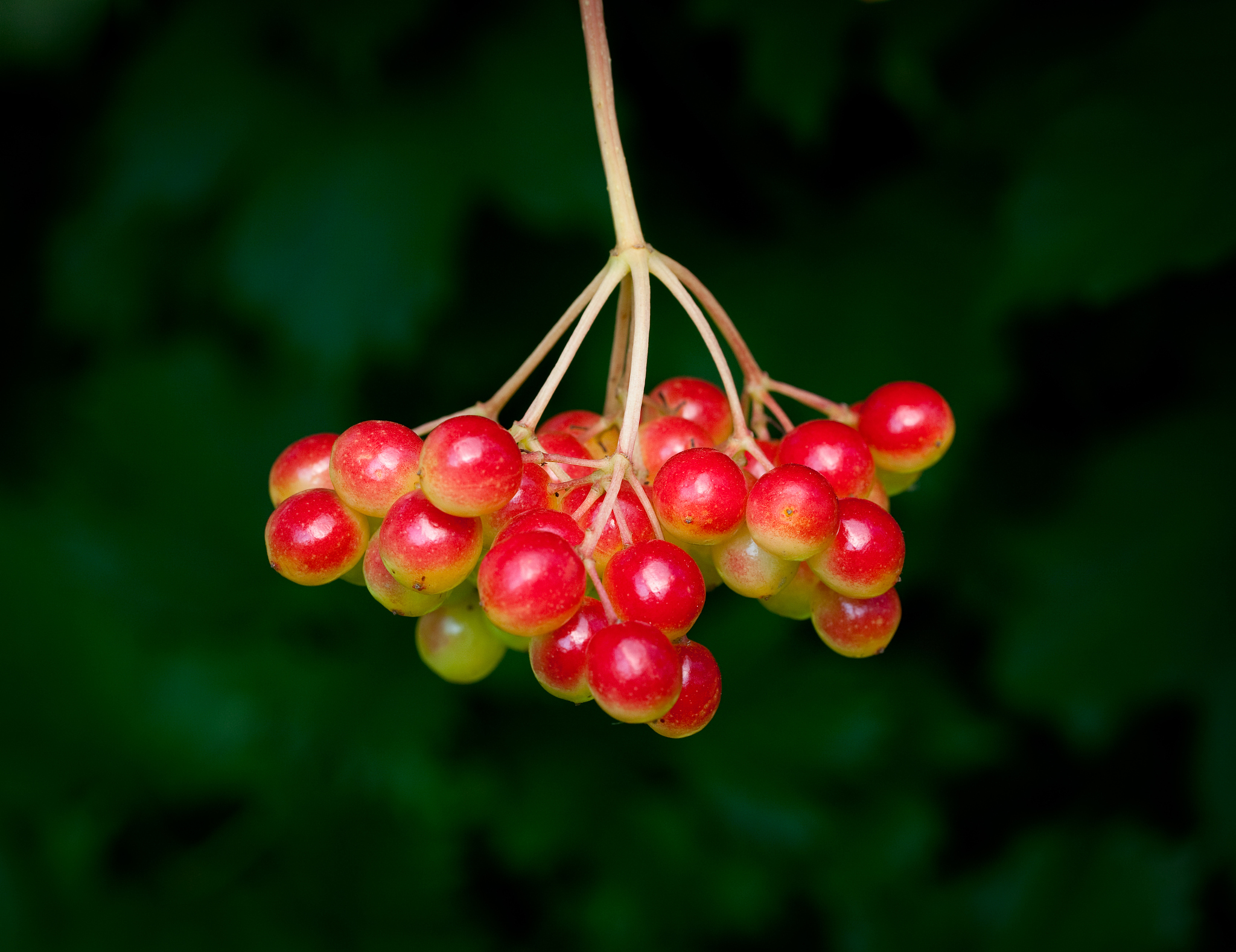 cranberrybush berry