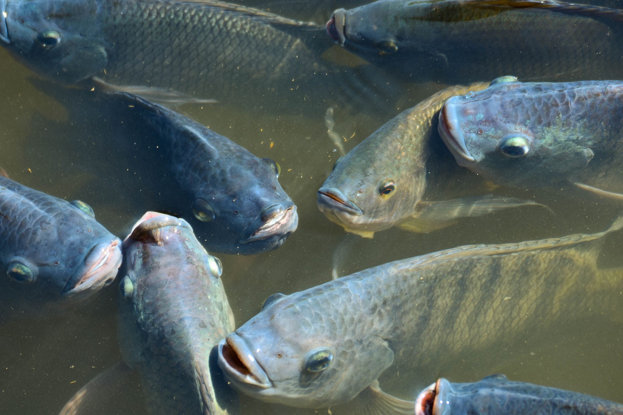 罗非鱼：美味营养，养殖简便，经济效益佳