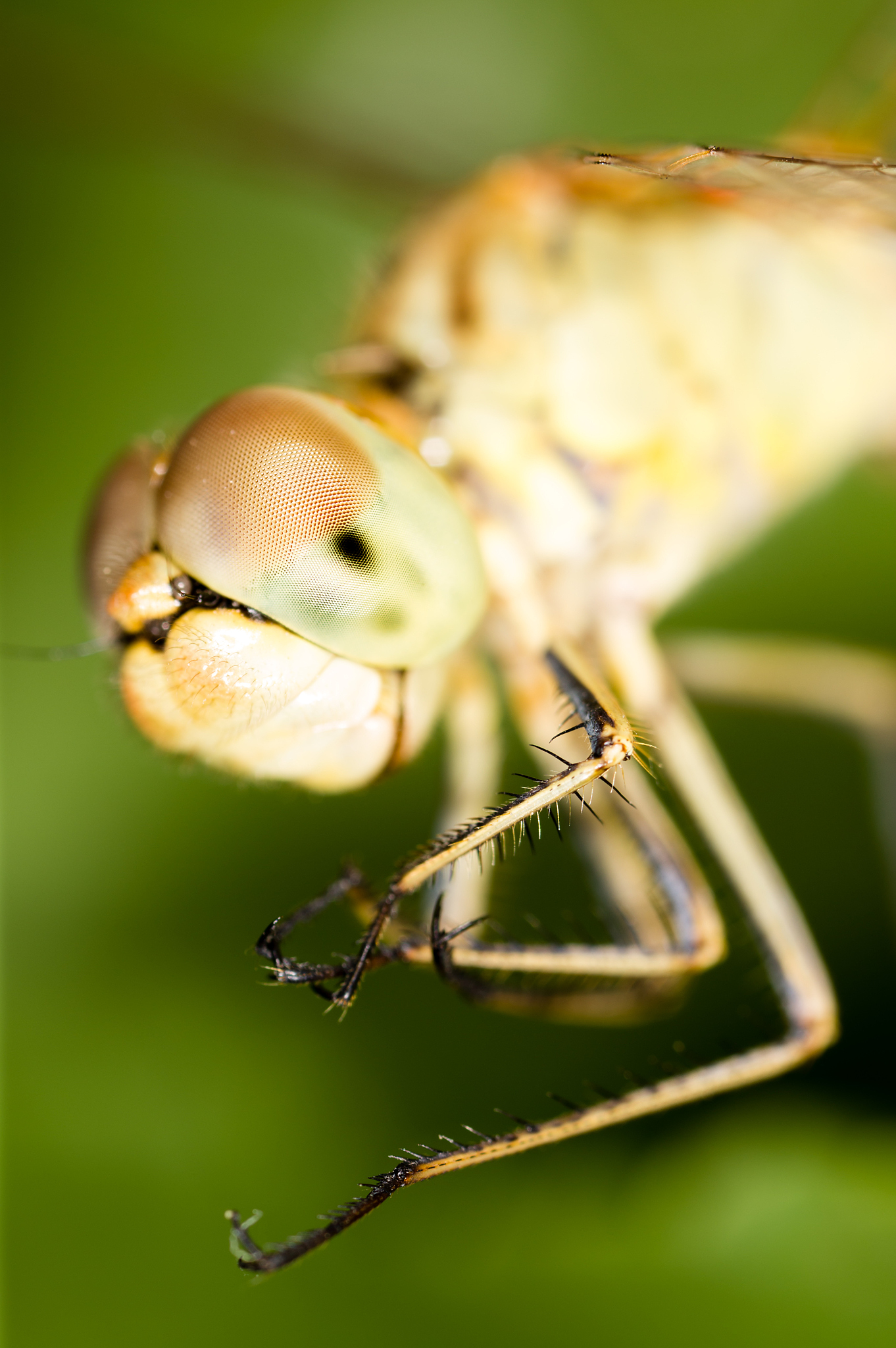 big eyes on the head of a dragonfly