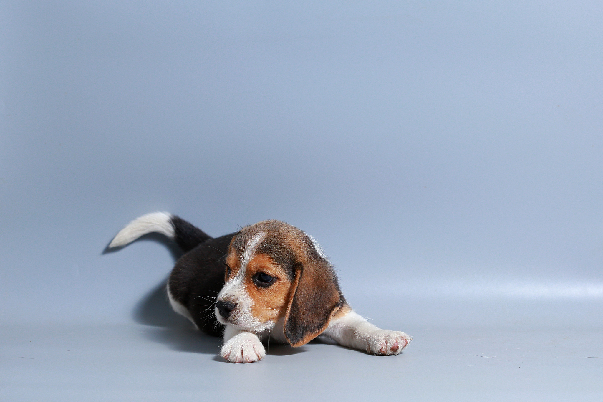 1 month pure breed beagle puppy on gray screen