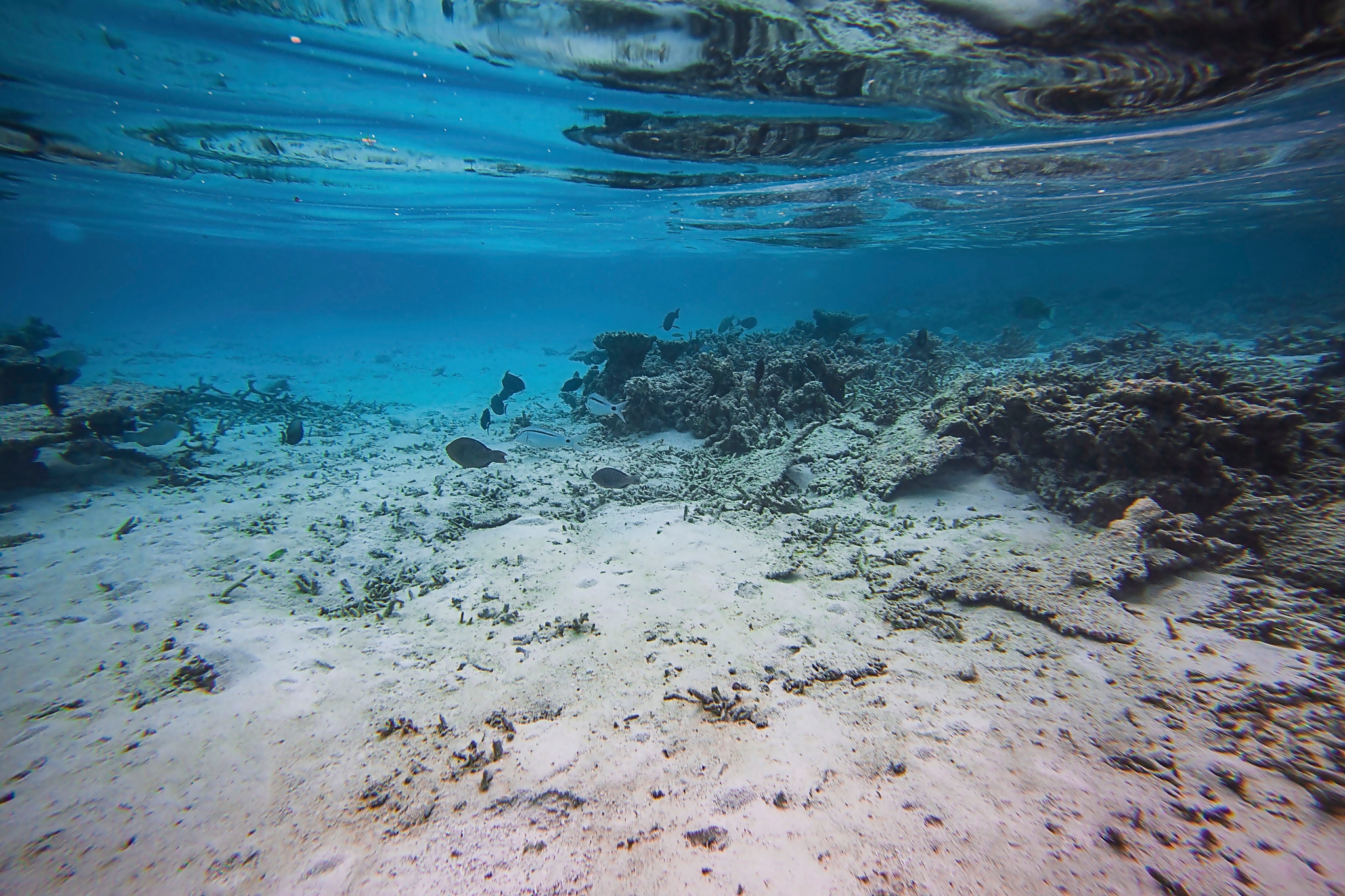 gorgeous view of underwater world. snorkeling.maldives, indian o