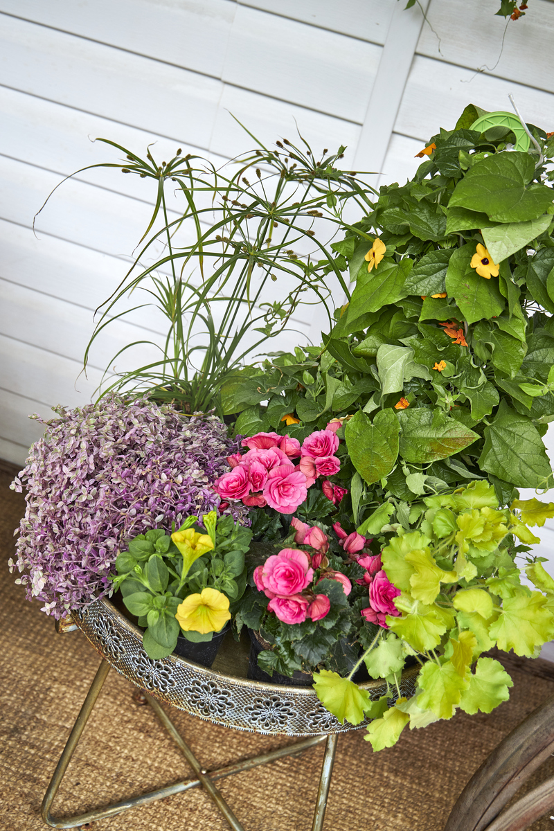 昆明农业学校花卉环境设计专业怎么样？就业前景、课程设置、师资力量深度解析