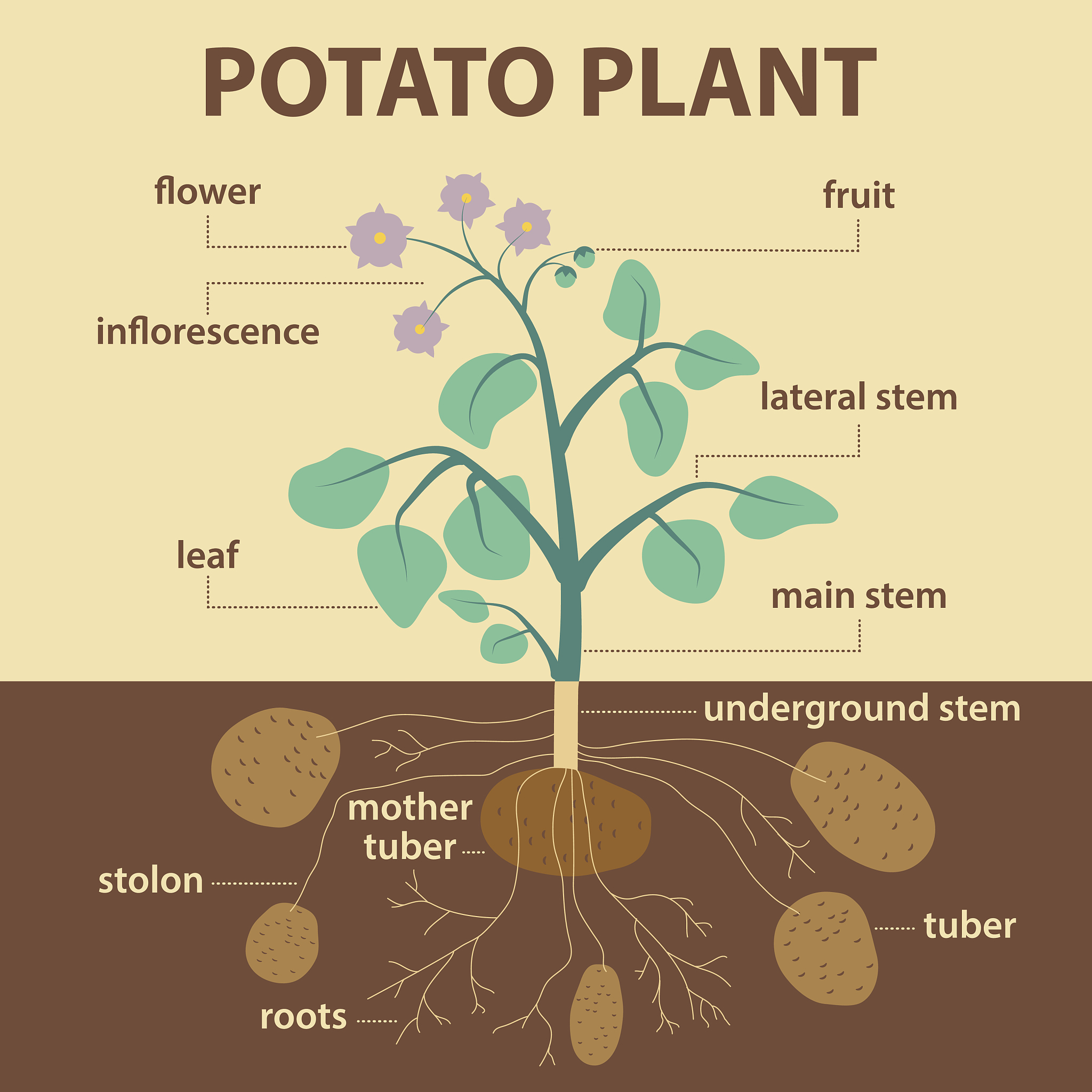 irrigation-based agriculturePreeminenceMillenniumMesopotamiaMonarchAkkadian cultureArabian PeninsulaHebrewfar-fetchedhomo sapiensDarwinismNaturalista radical ideaBombshellFinchVariationTraitBeakThe Ba