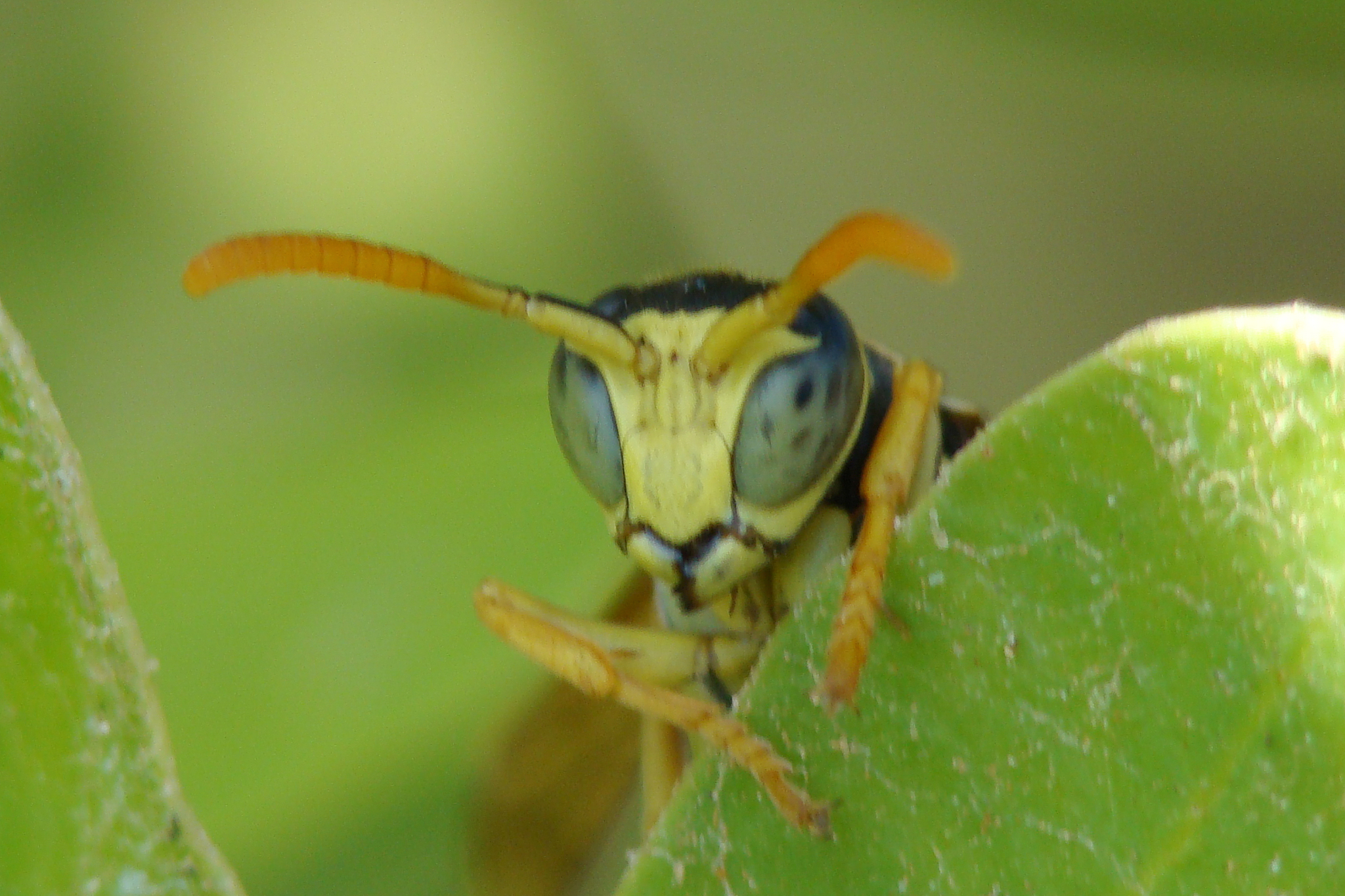 european paper wasp (polistes dominula), male