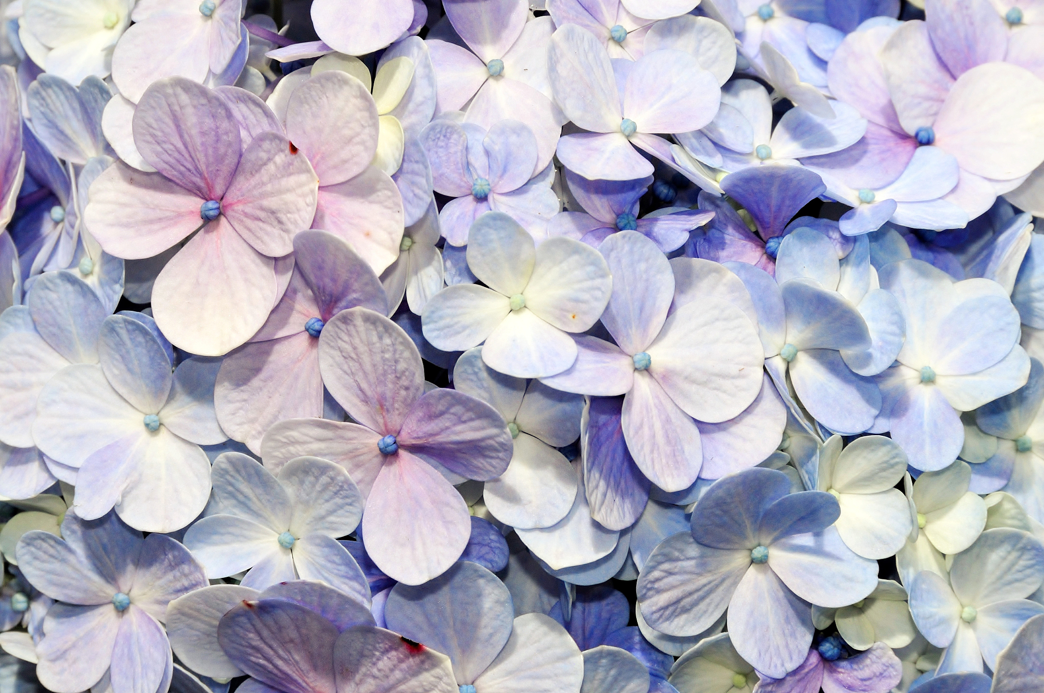 数学花园里盛开着三瓣花、四瓣花和六瓣花其中三瓣花和六瓣花共有99片花瓣四瓣花比六瓣花少3朵请问花园里共有多少朵朵花