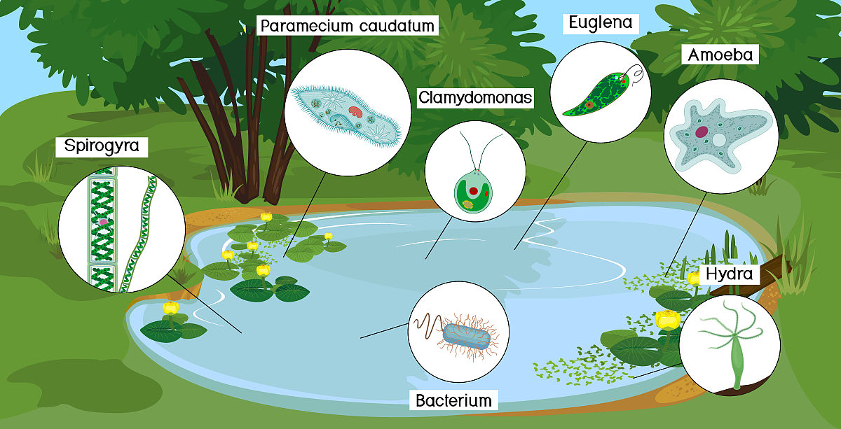 湿地系统中温度和微生物对甲烷和二氧化碳的影响研究
