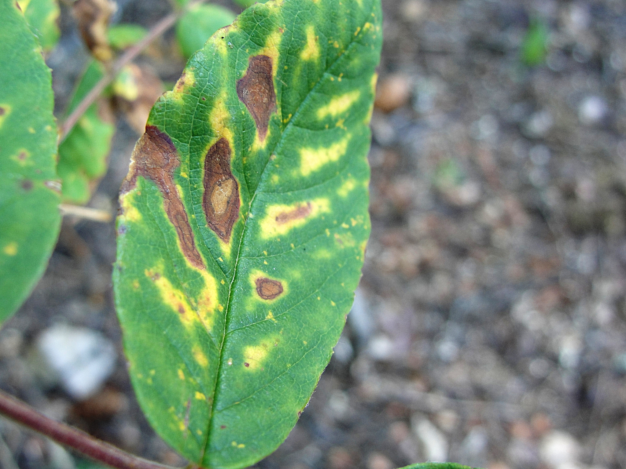 果园引入捕食性蓟马控制柑橘叶螨方法