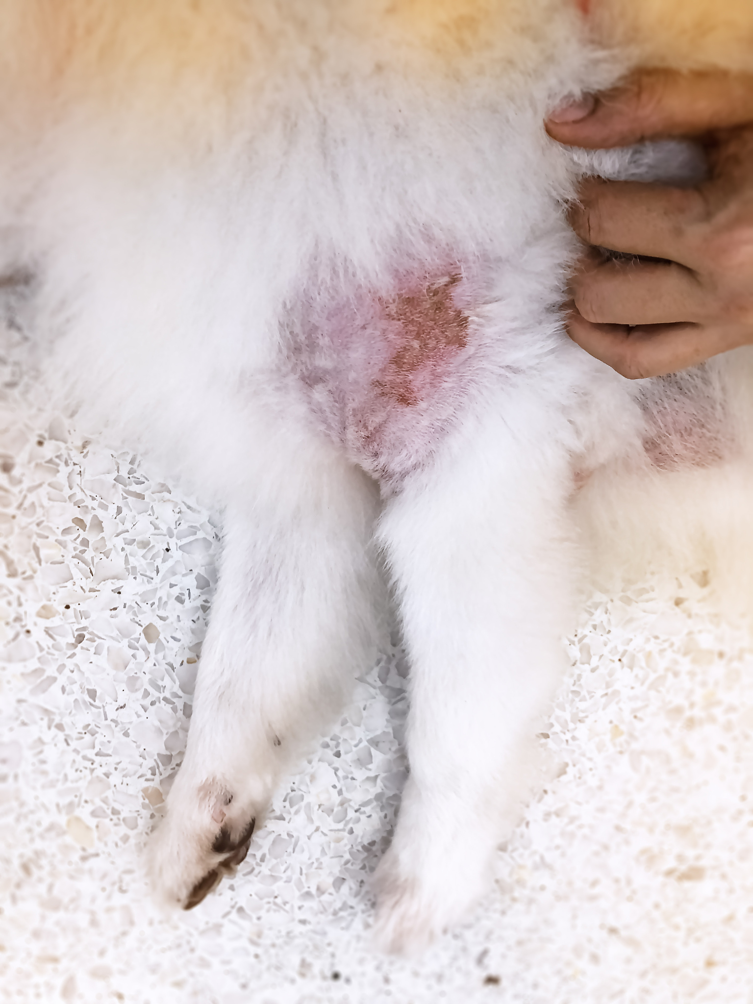 犬细小病毒（CPV）与猫瘟热病毒（FPV）和水貂肠炎病毒（MEV）的抗原性、血凝和宿主范围比较研究