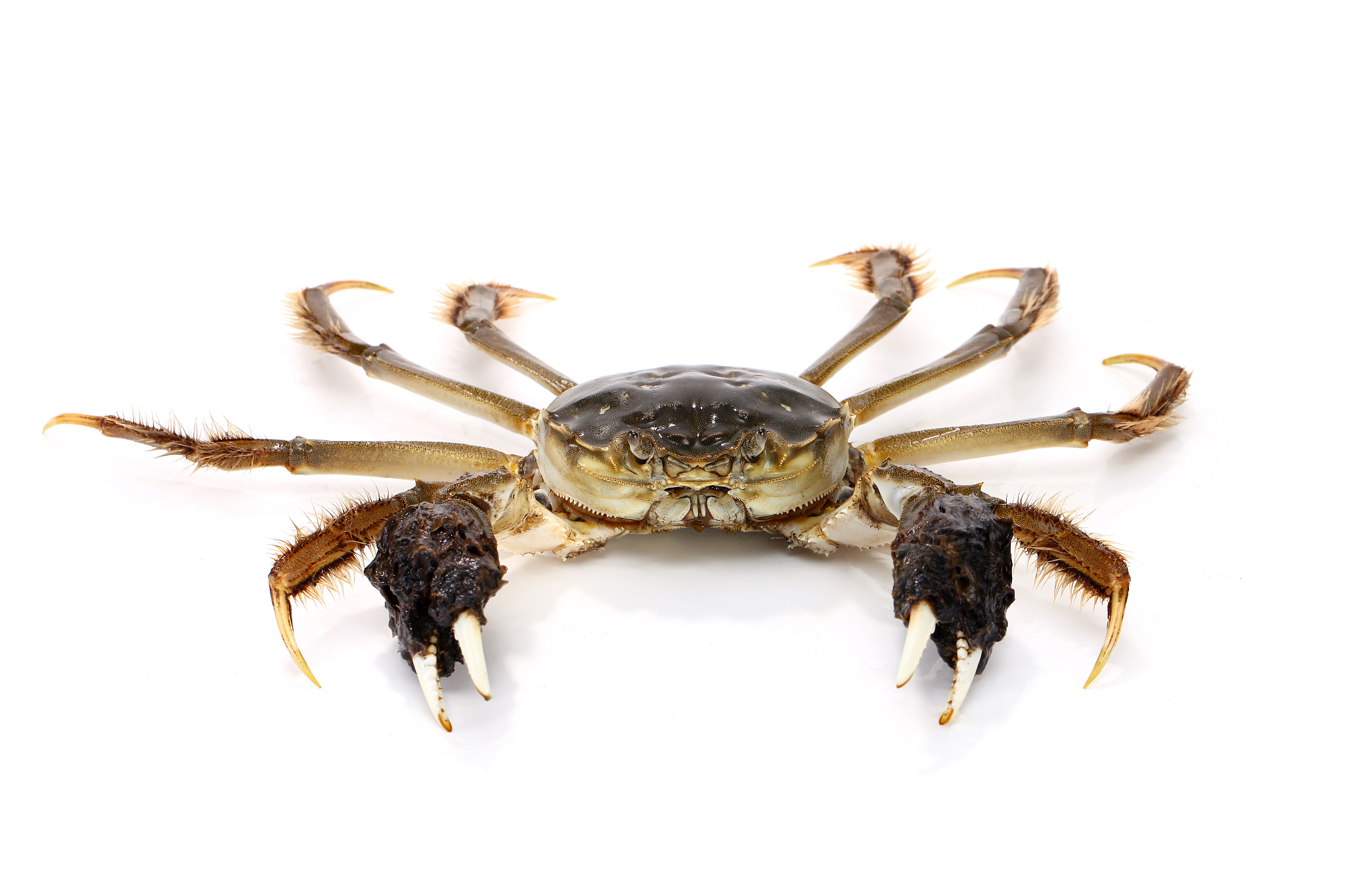 中秋送礼首选！蟹满堂蟹礼券来袭，农垦胜利中心为您定制美味佳肴