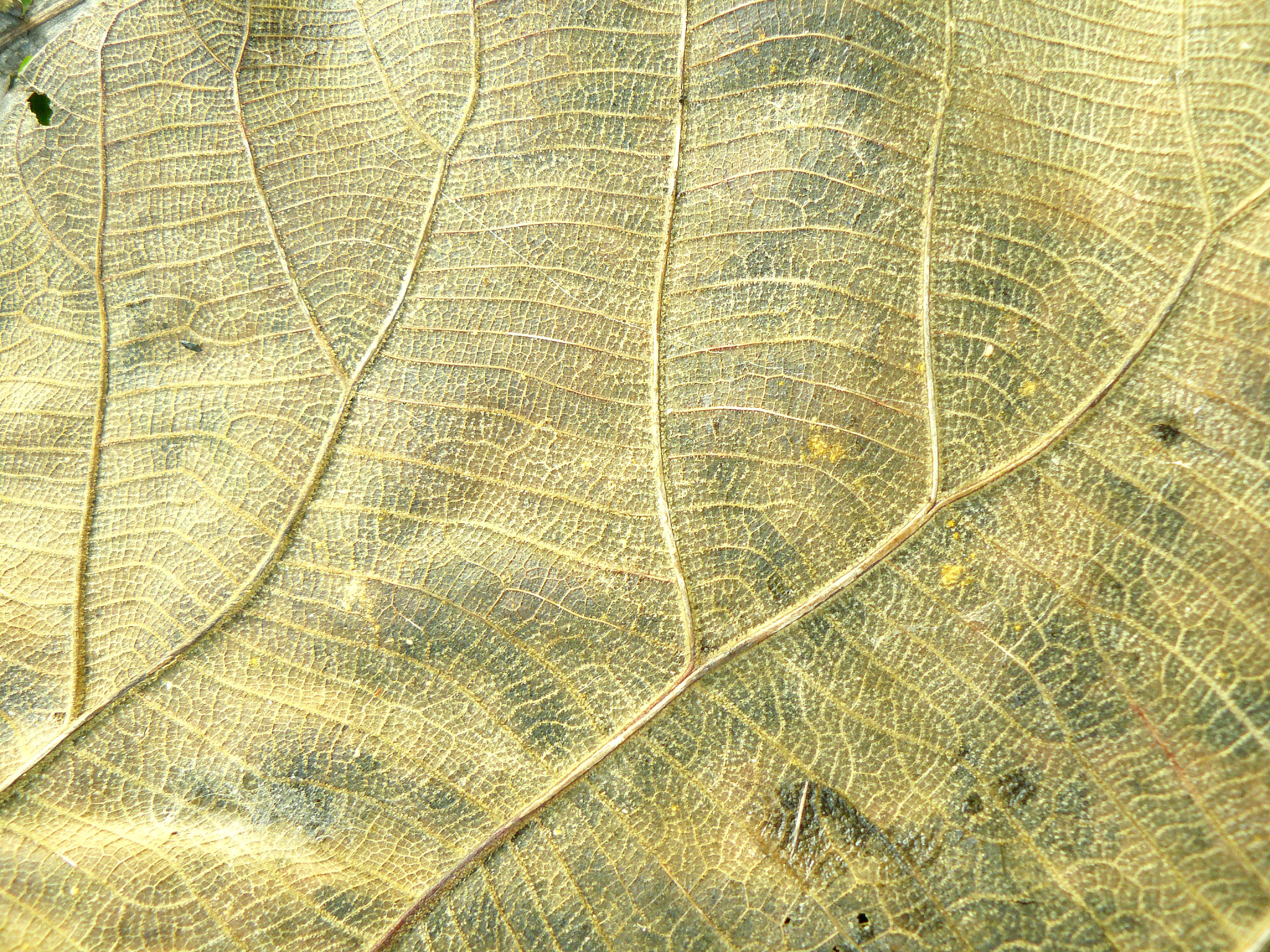 dry leaf texture background.