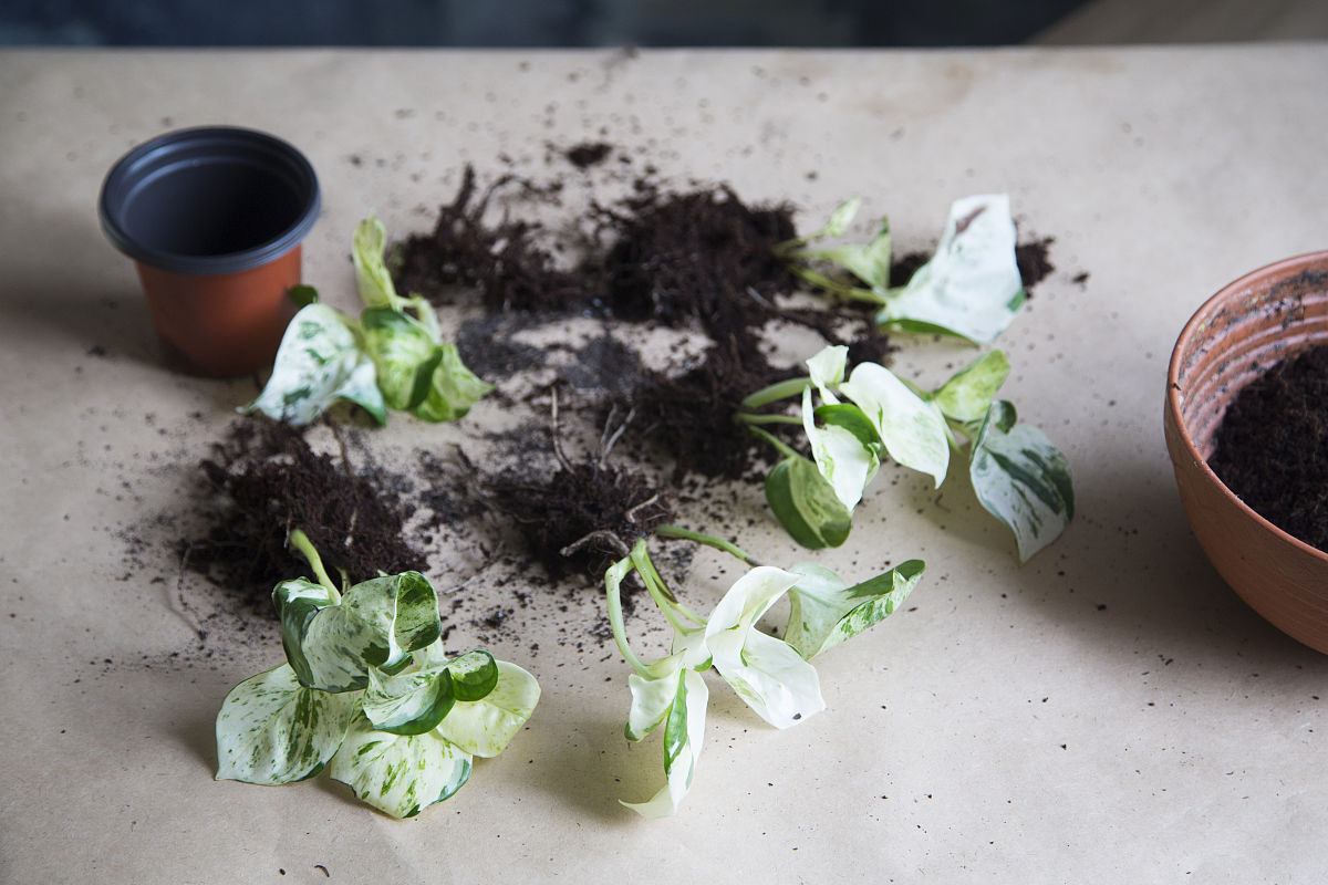 光照对空心菜生长影响的实验研究