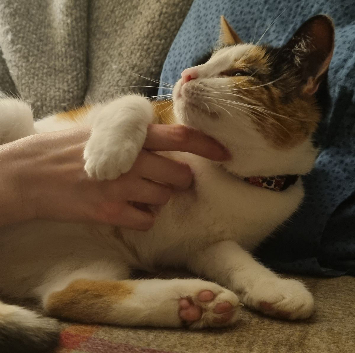 以一名猫咪主人的口吻写篇500字： 猫咪为什么总是喜欢抓沙发？