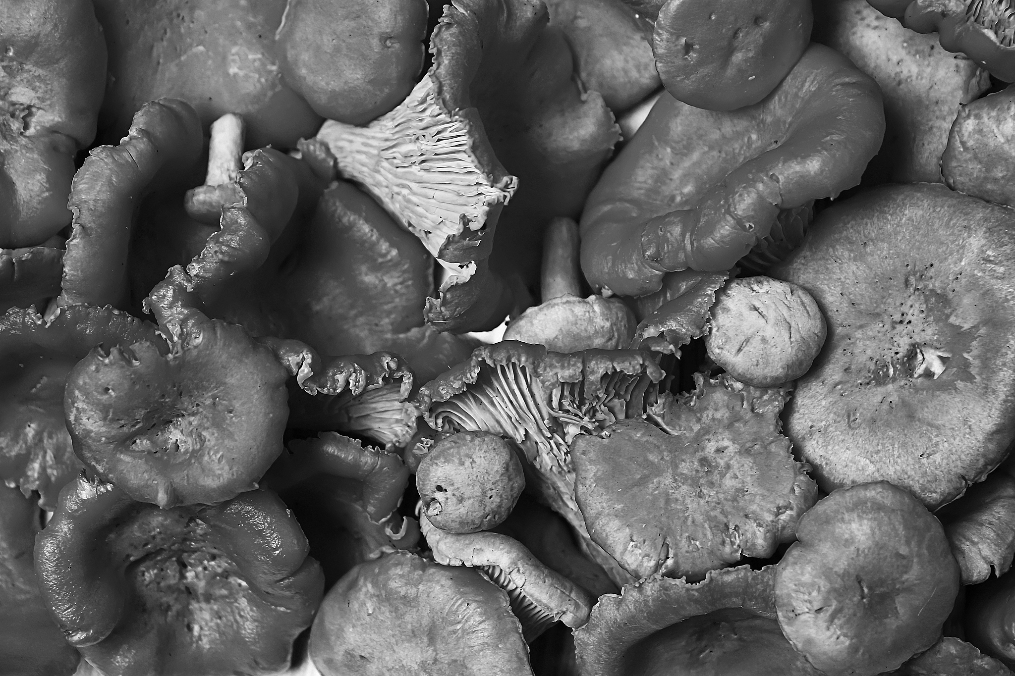 写一个大型真菌多糖抑菌作用的5000字综述论文