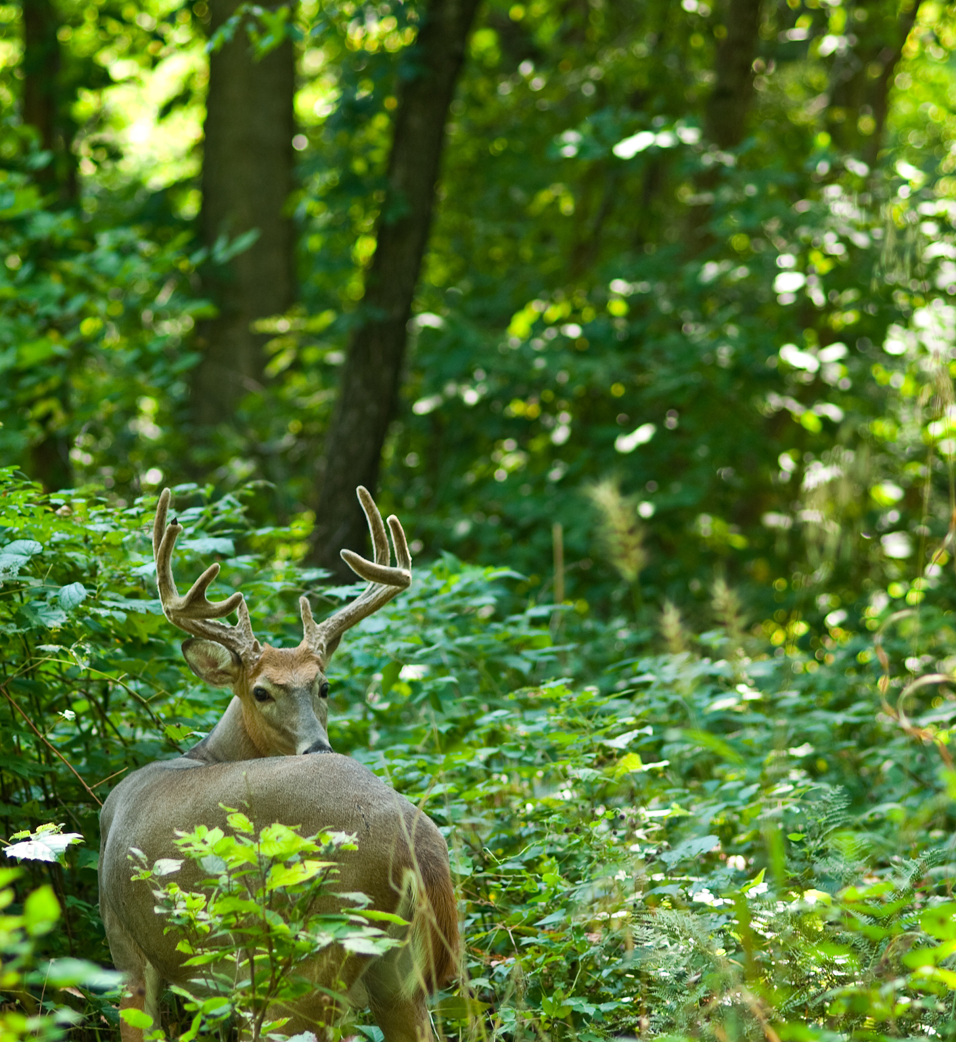 🦌 鹿哥驾到！感受自然魅力，共迎美好未来