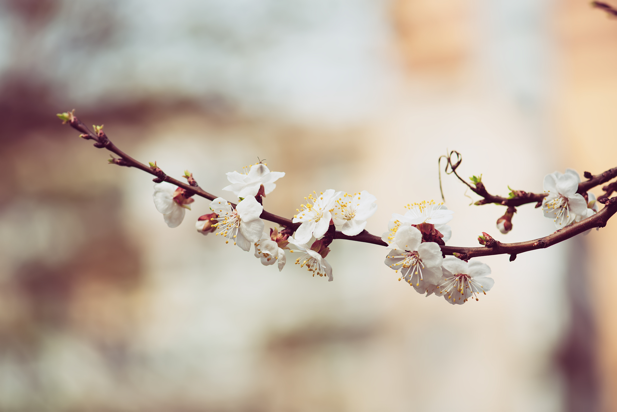 apricot tree blossoms