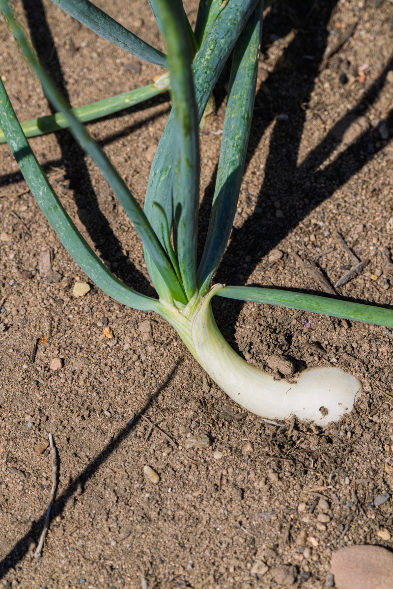 吃洋葱的哪个部分