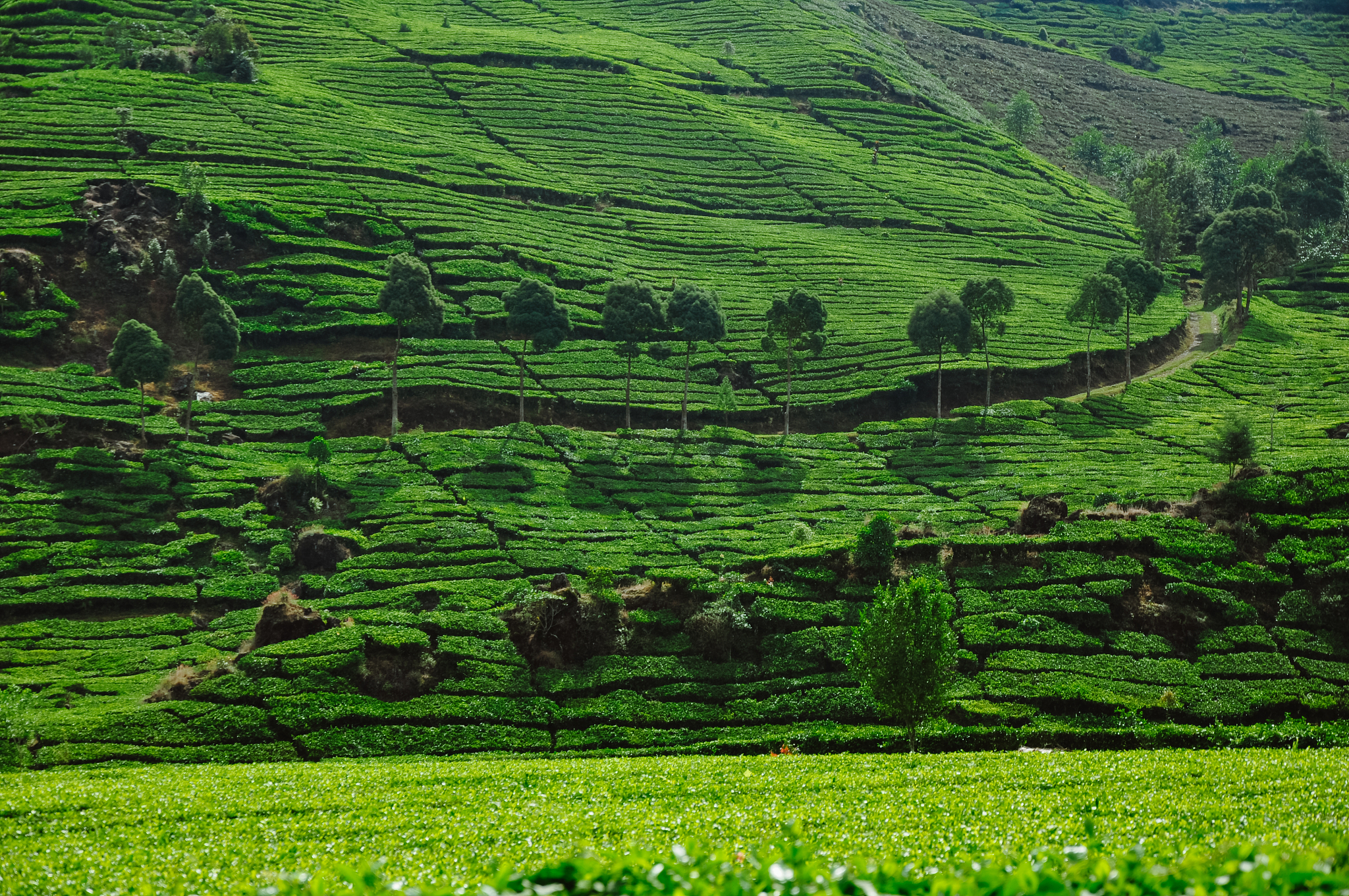 宁夏中等职业技术学校园艺技术专业前景有哪些
