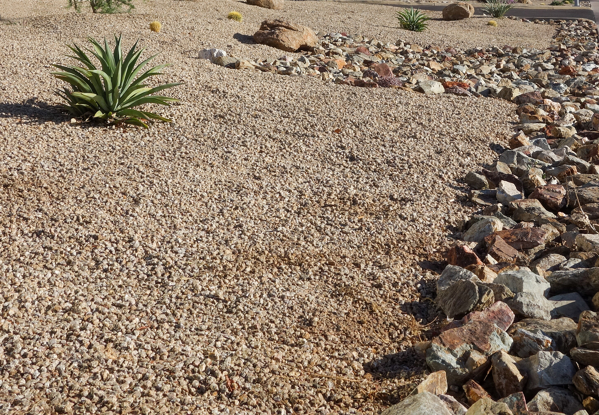 desert landscaping n phoenix, az