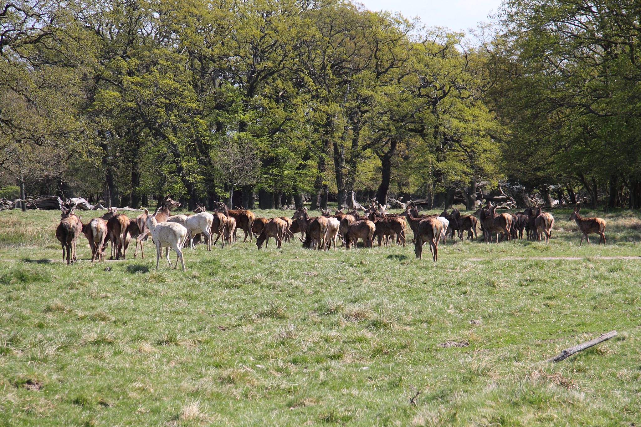 herd of deer in unesco world heritage jgersborg dyrehave