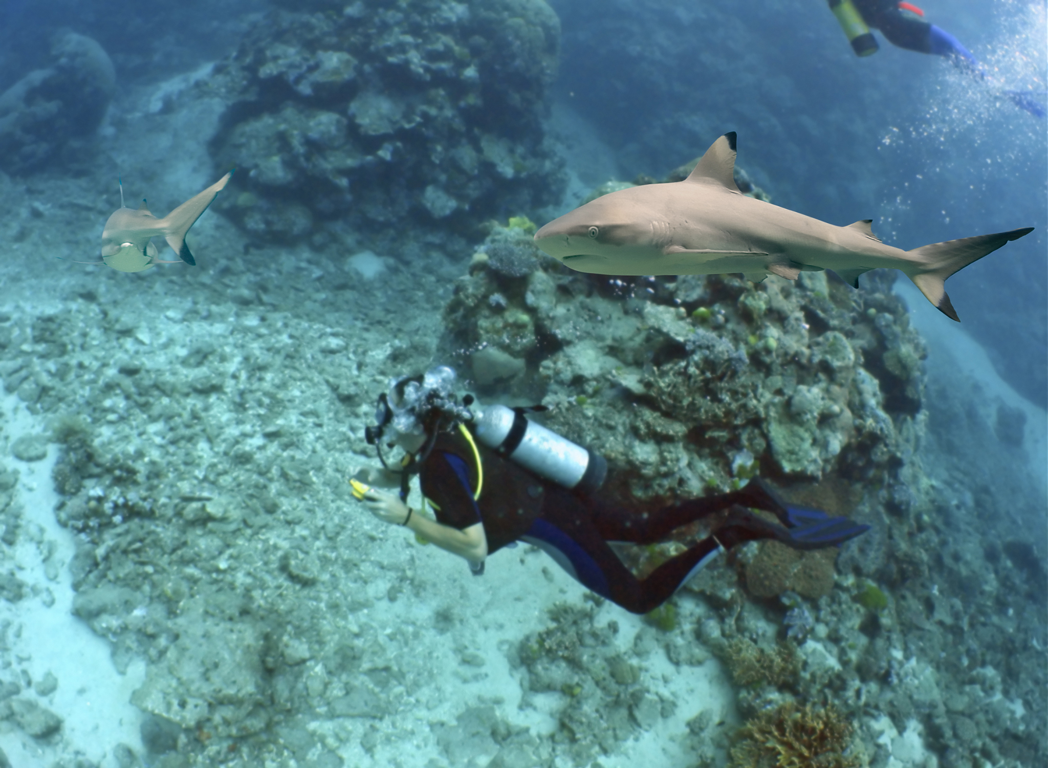divers