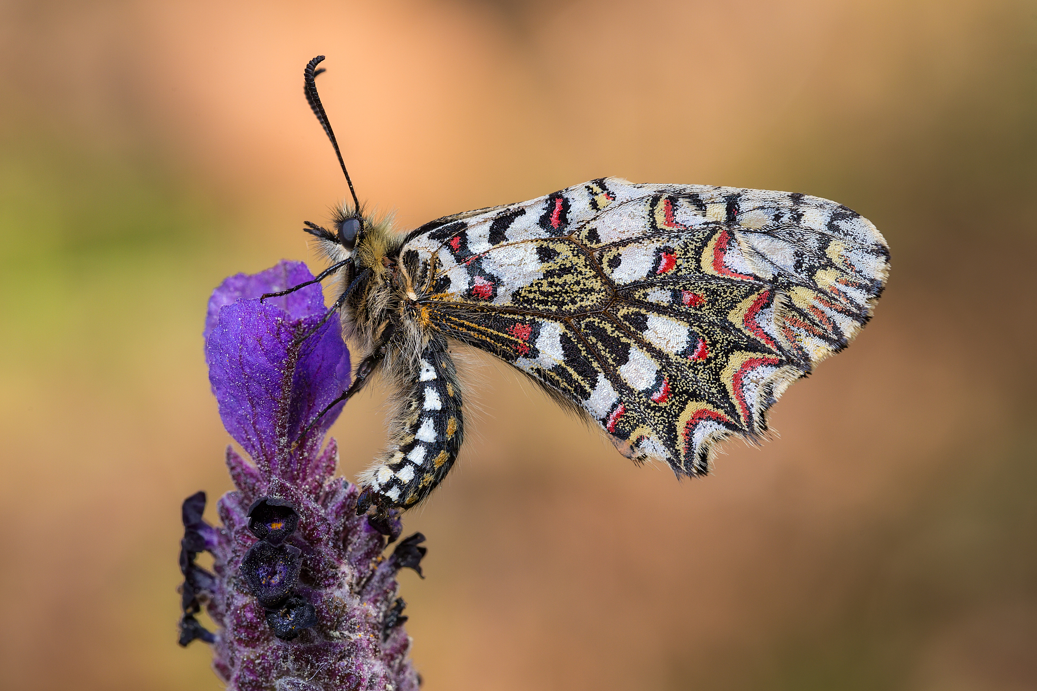 zerynthia rumina