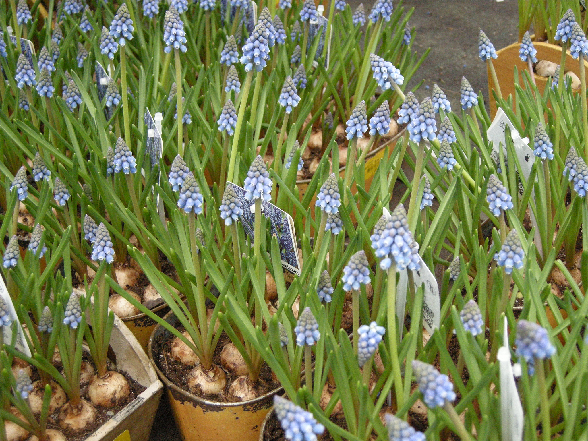 close-up of flowers blooming outdoors