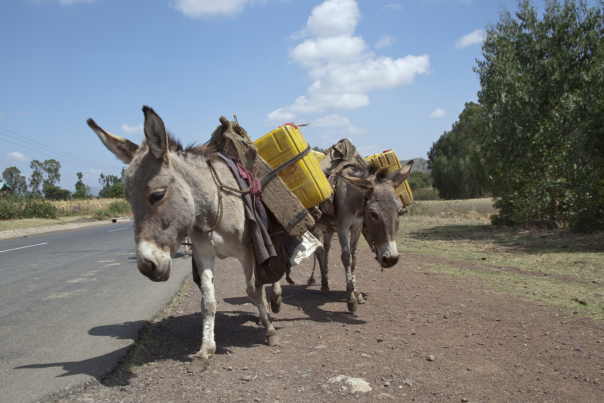 donkeys