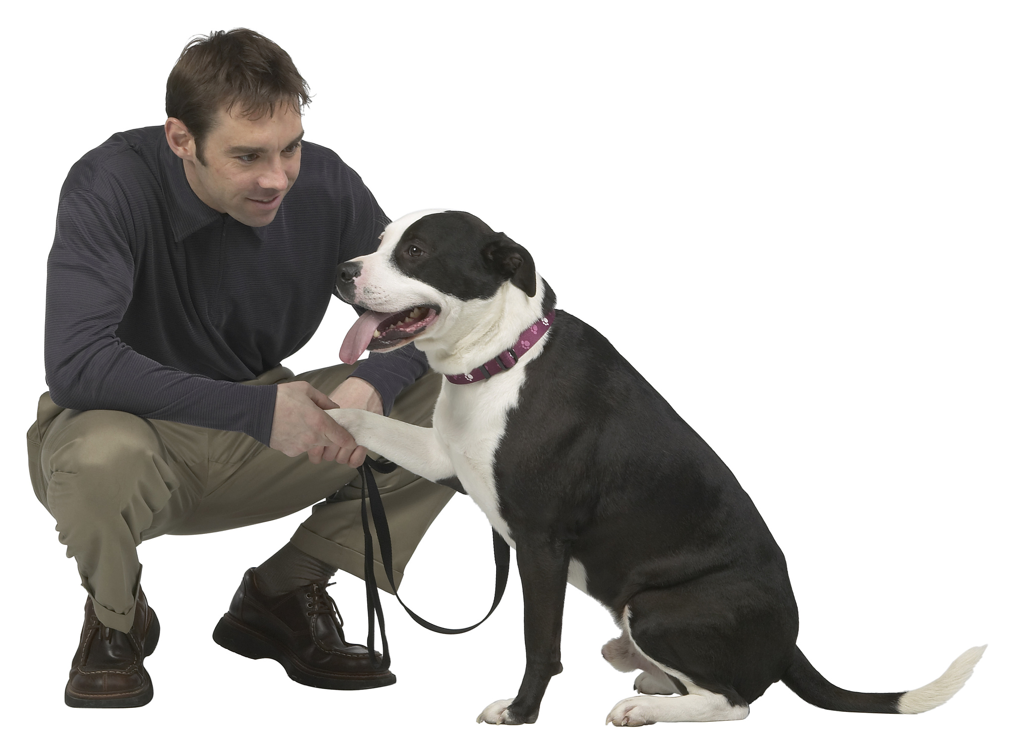 犬先天性肌强直临床表现