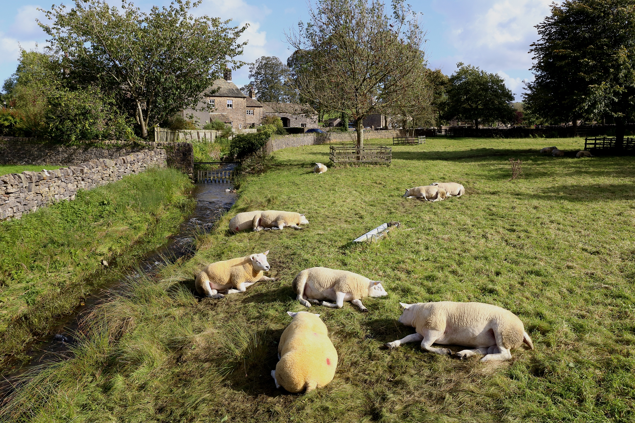 Why Does Britain Have a Favorable Environment for Sheep Farming?