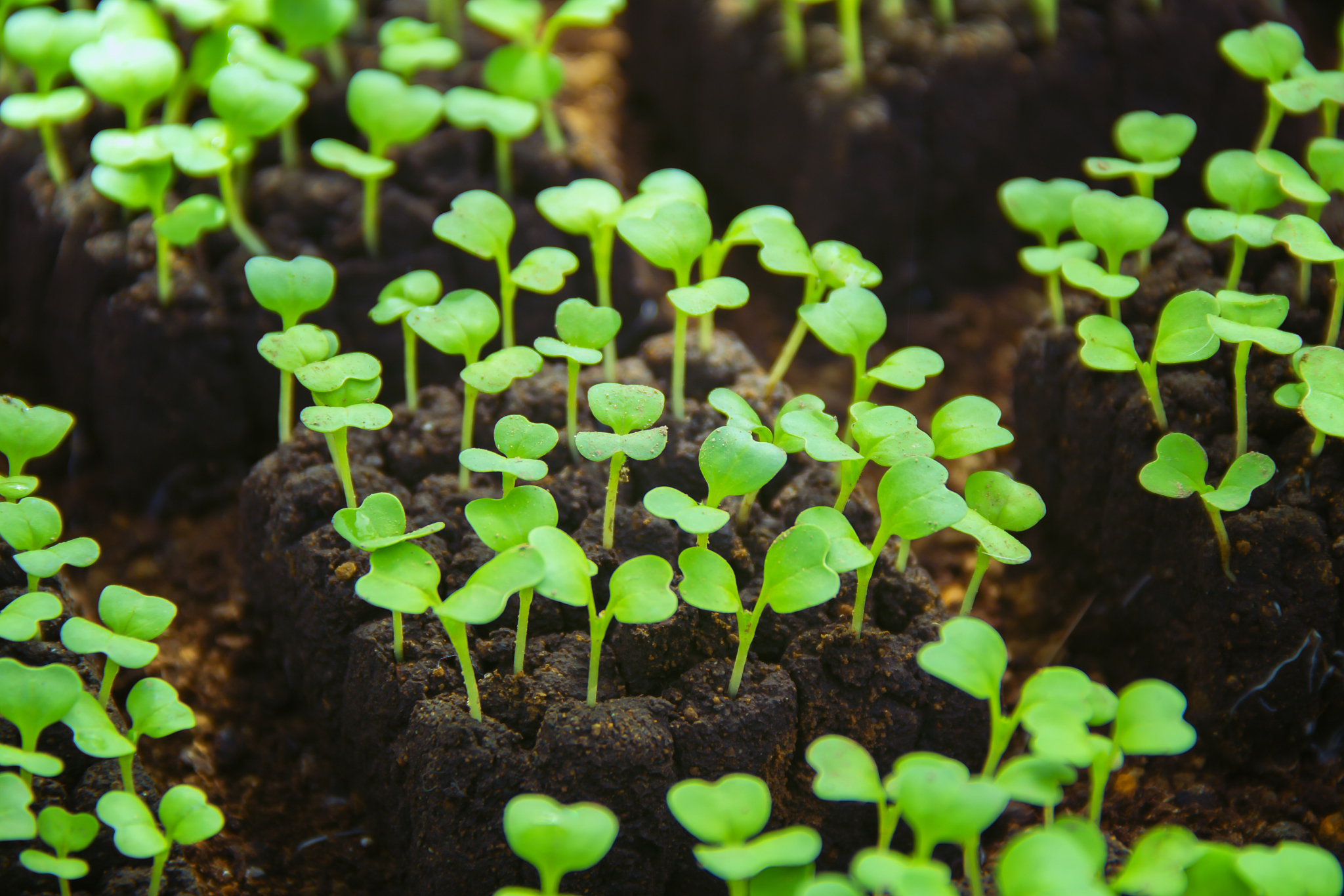 成都农科院-种子生产与经营招生