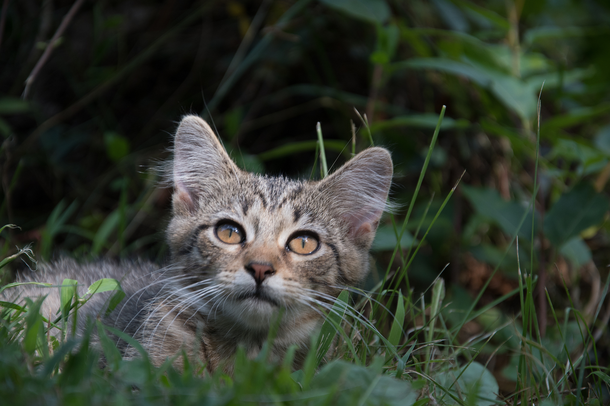 我的猫出生在去年端午节 到今年41日他多大了