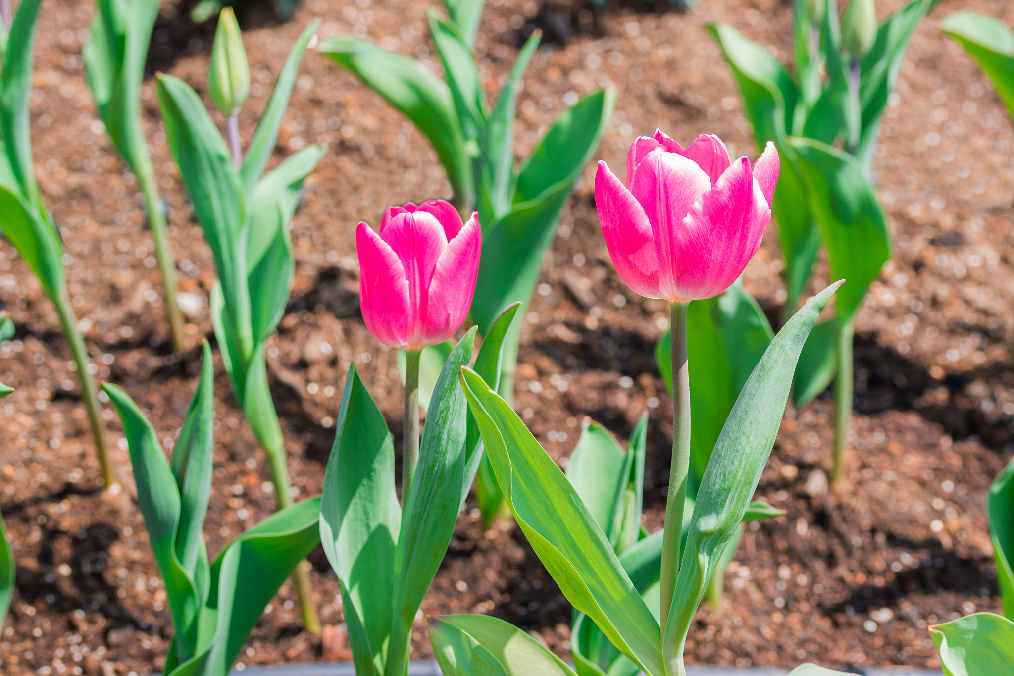 郁金香花语：爱情、美丽、尊贵，种植方法及过程详解