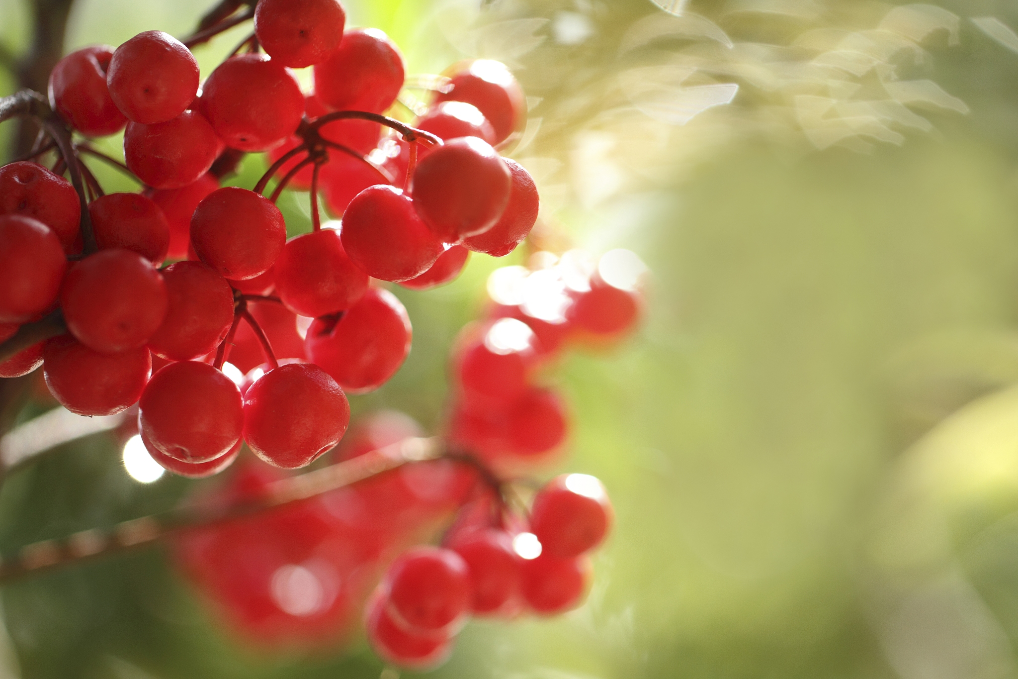 ardisia
