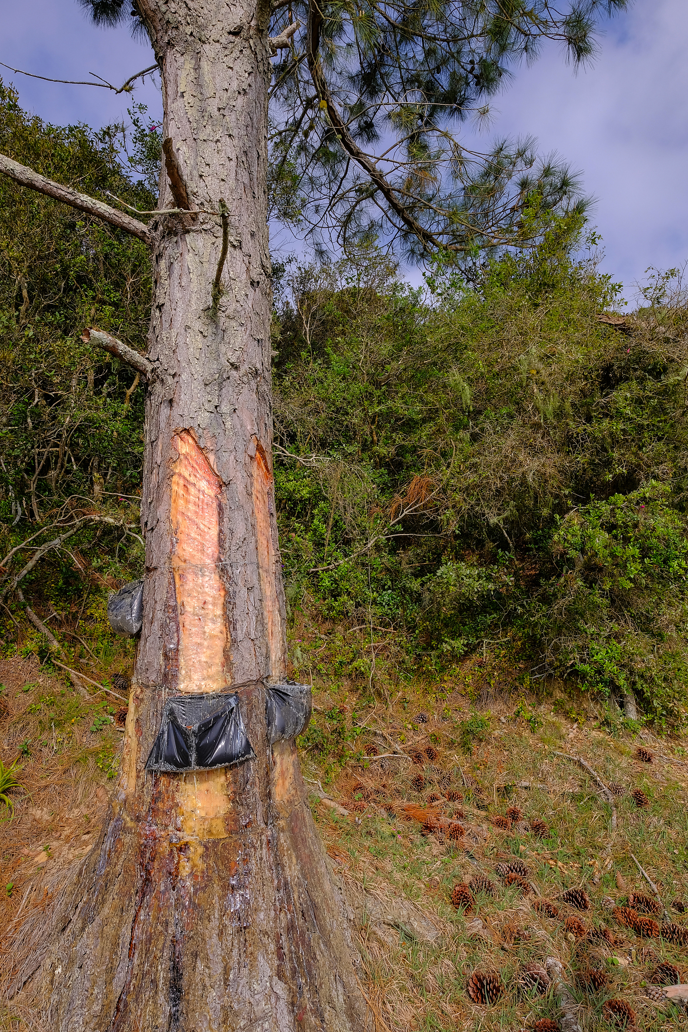 close up of pine resin extraction from pine trees. crude pine ol