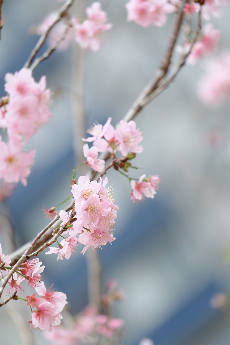 古代诗词中的樱花意象：赏析与解读
