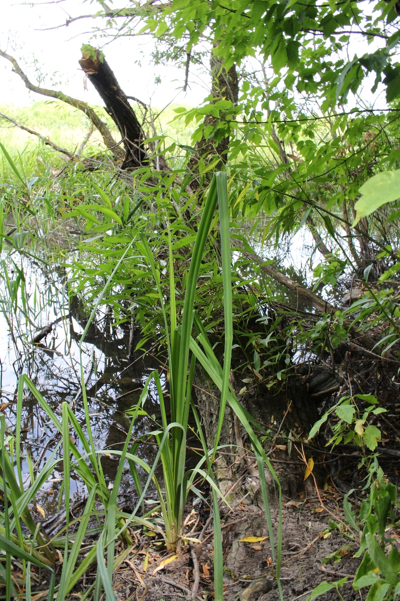 花卉蔬菜种球种根大全 - 种植指南