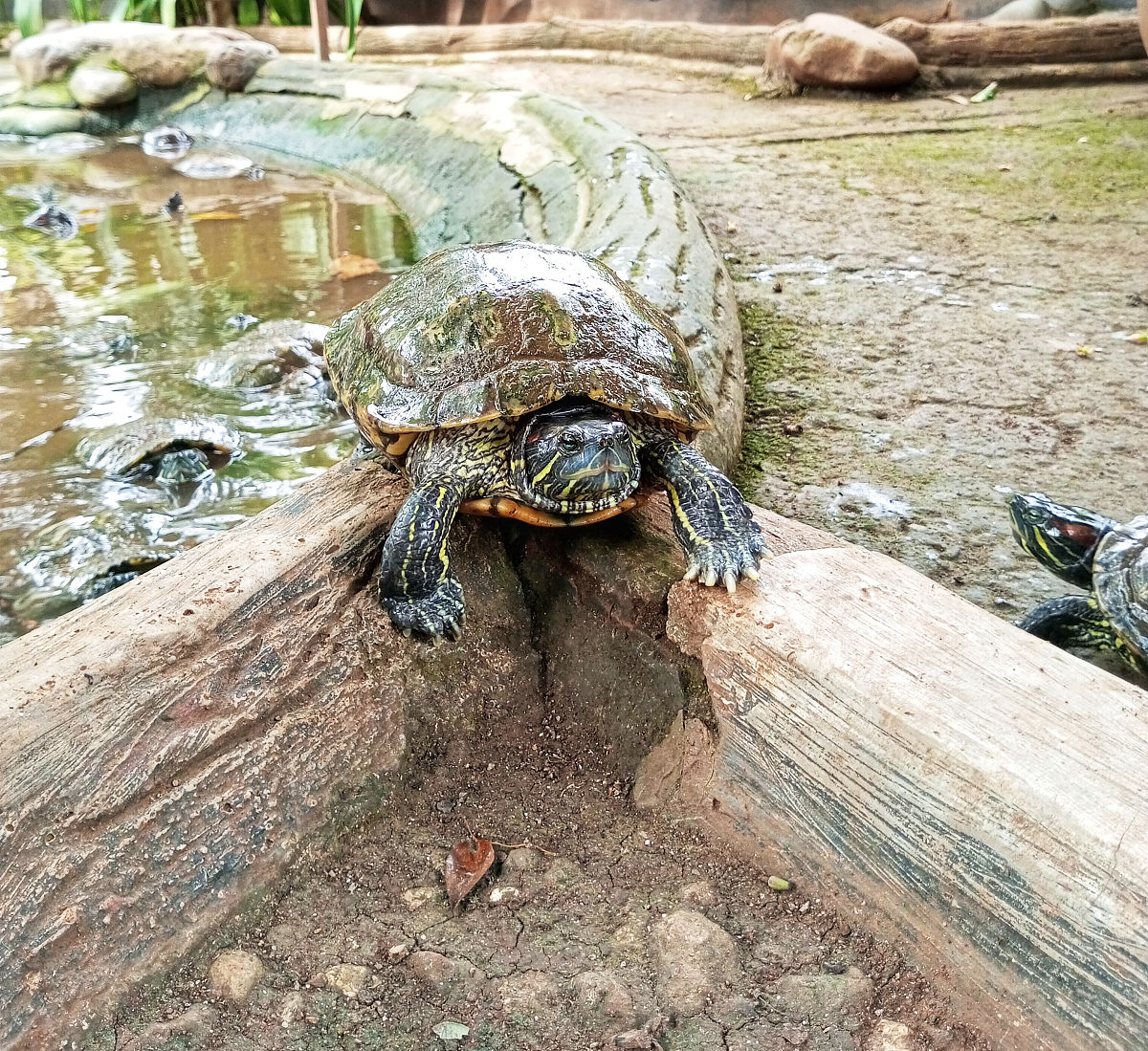 操场上的海龟繁殖池