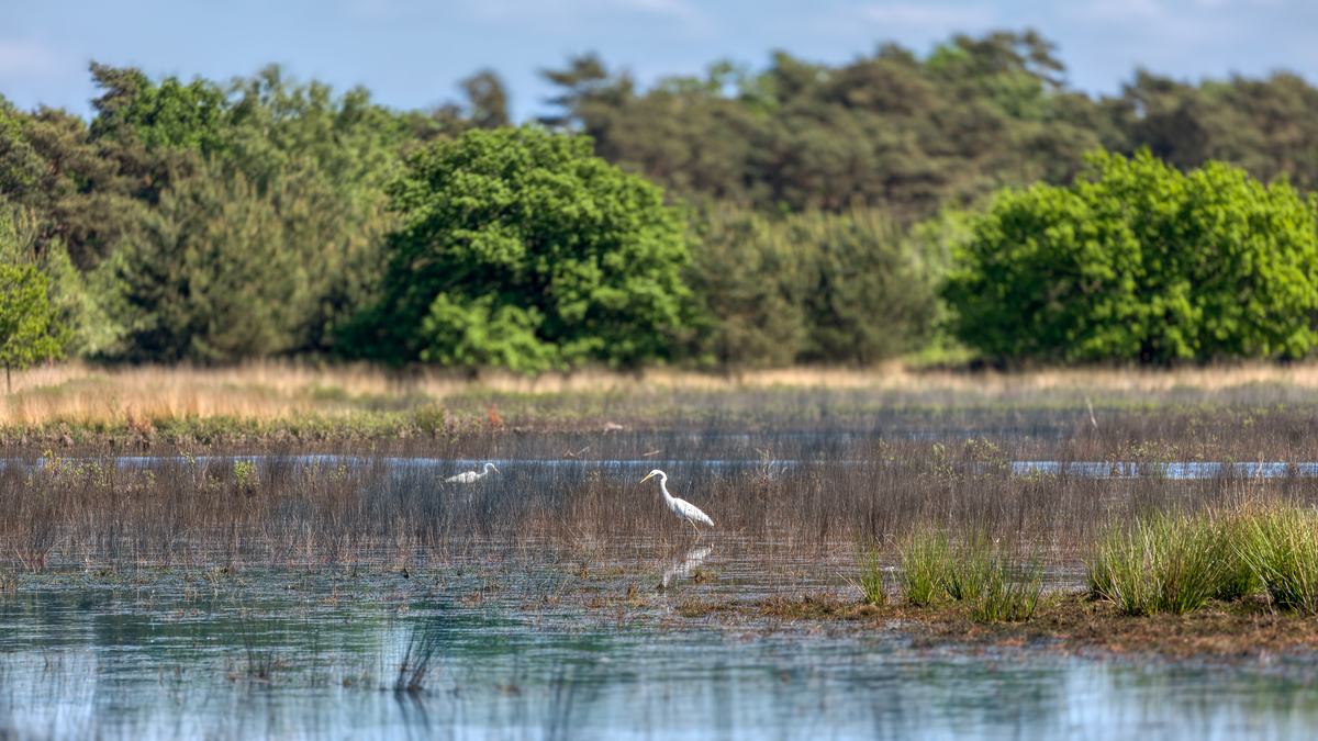 北海红树林：中国最大的红树林生态系统之一