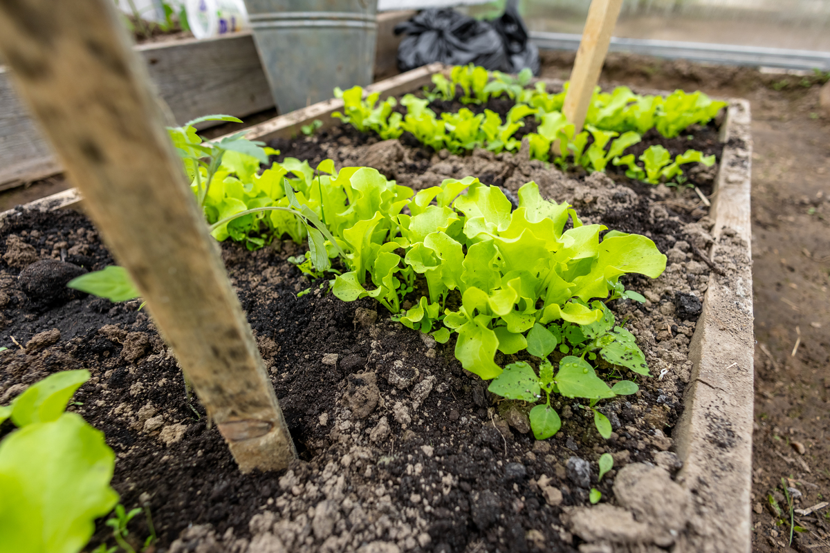 白菜种植种子深度：1-2厘米，教你如何种出好白菜！