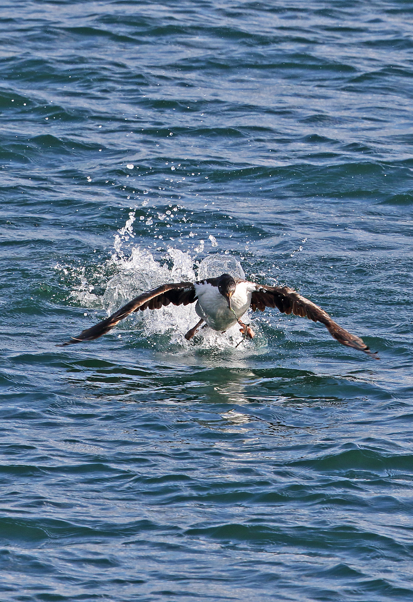imperial shag (phalacrocorax atriceps)