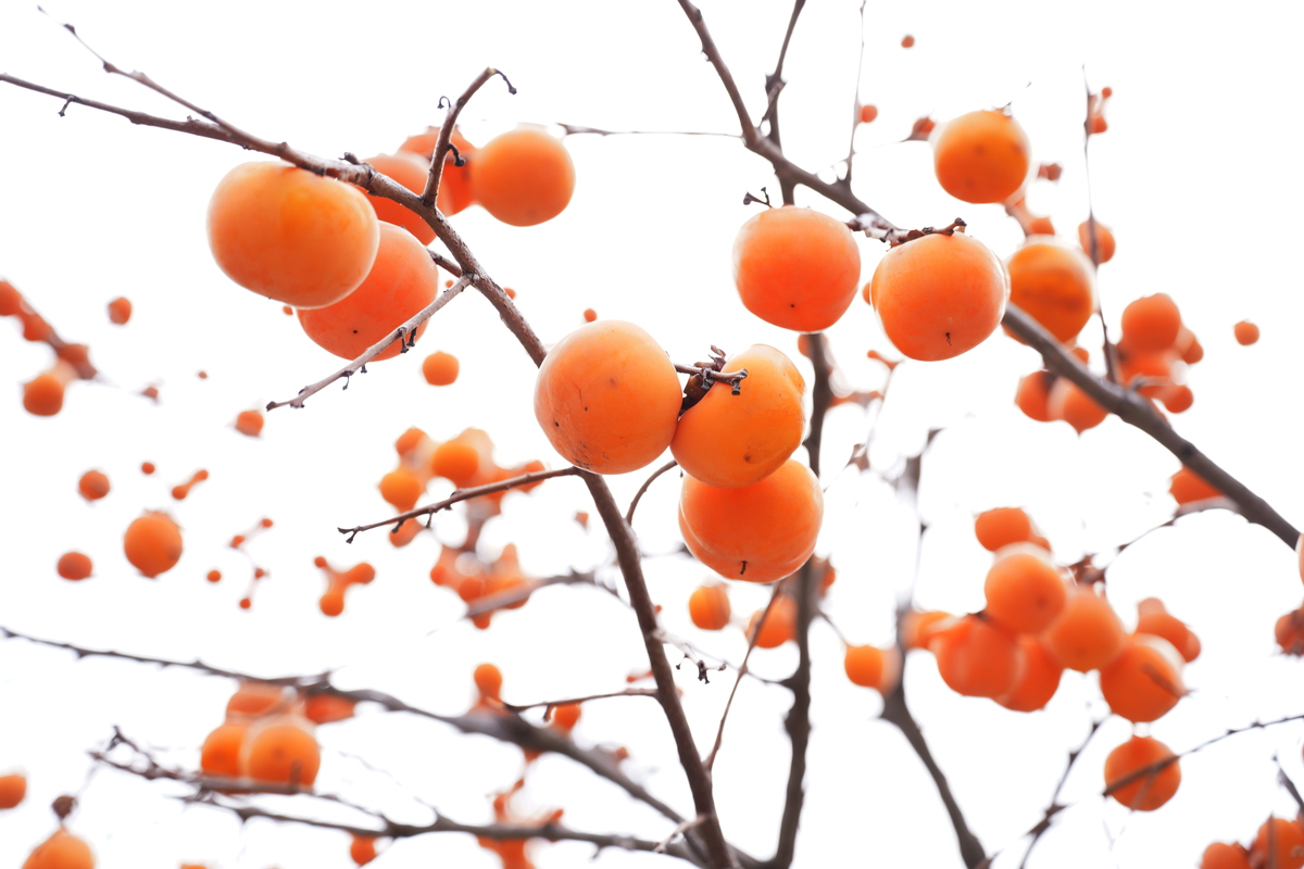 秋天的韵味：金黄、香甜和丰收