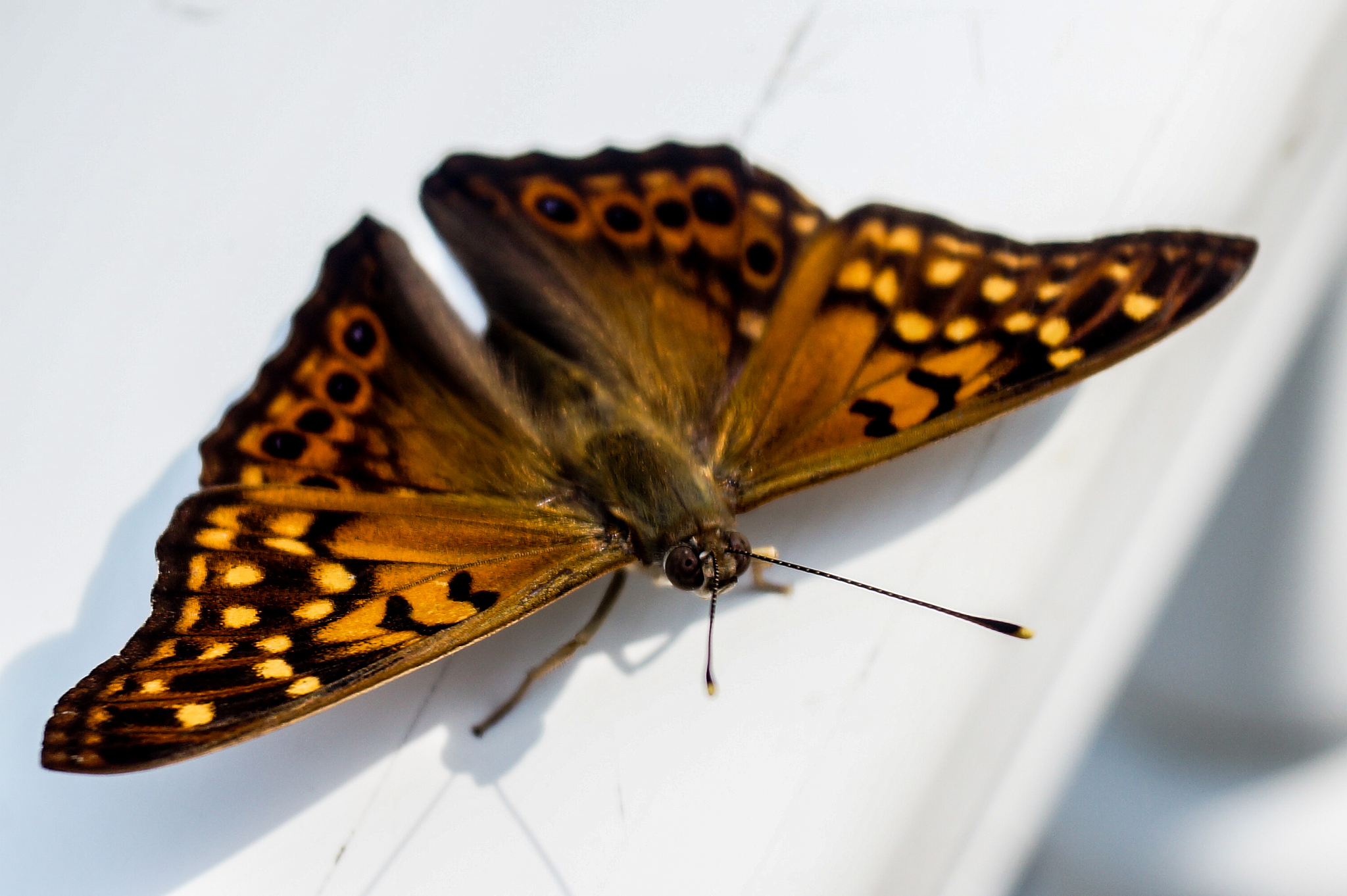 tell me something idk