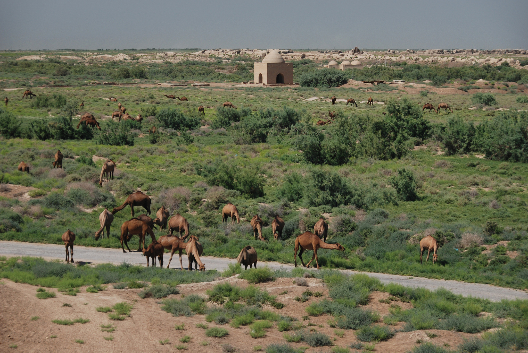 herd of camels in the ruined city of merv