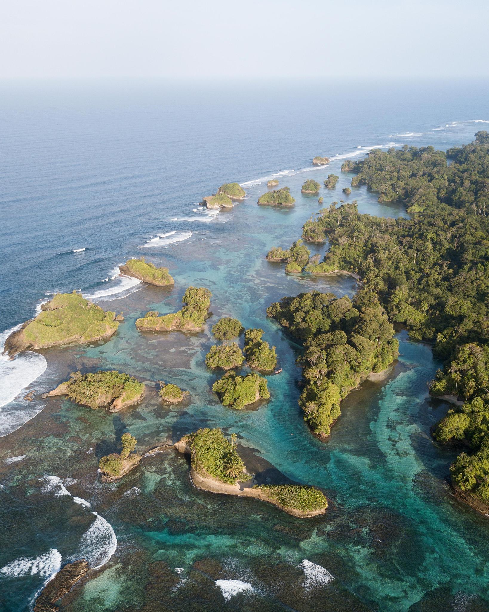 你好要求字数500字以内用一段话概括以下内容：盘根错节的根系牢固深扎于海滩淤泥中的红树林对风浪具有强大的消能作用是抵御海啸的天然屏障被誉为天然海岸卫士。2004年印度洋大海啸中印度泰米尔纳德邦一个渔村里的172户人家幸免于难主要归功于当地茂密的红树林。另外3个村子每个村子超过1000户人家红树林使海啸危害降到了最低程度。1996年9月雷州半岛遭受历史罕见的15号强台风袭击台风中心的最大风力达12级