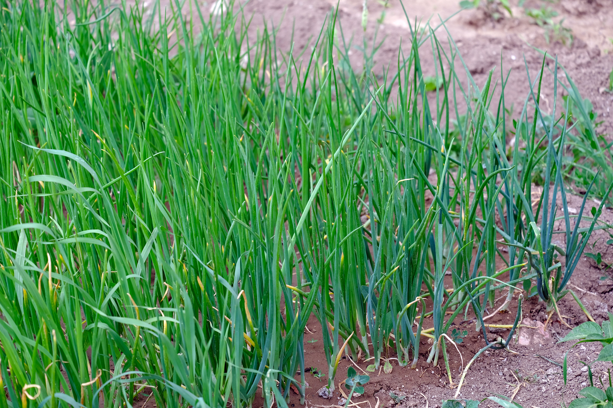 fresh green onion plant in organic hobby garden,