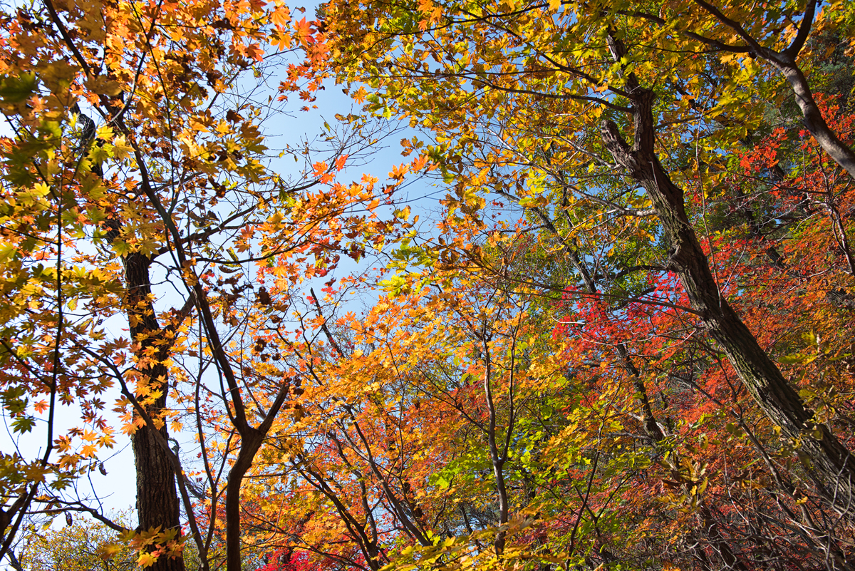 树树皆秋色，山山唯落晖：一幅金秋画卷的诗意描绘