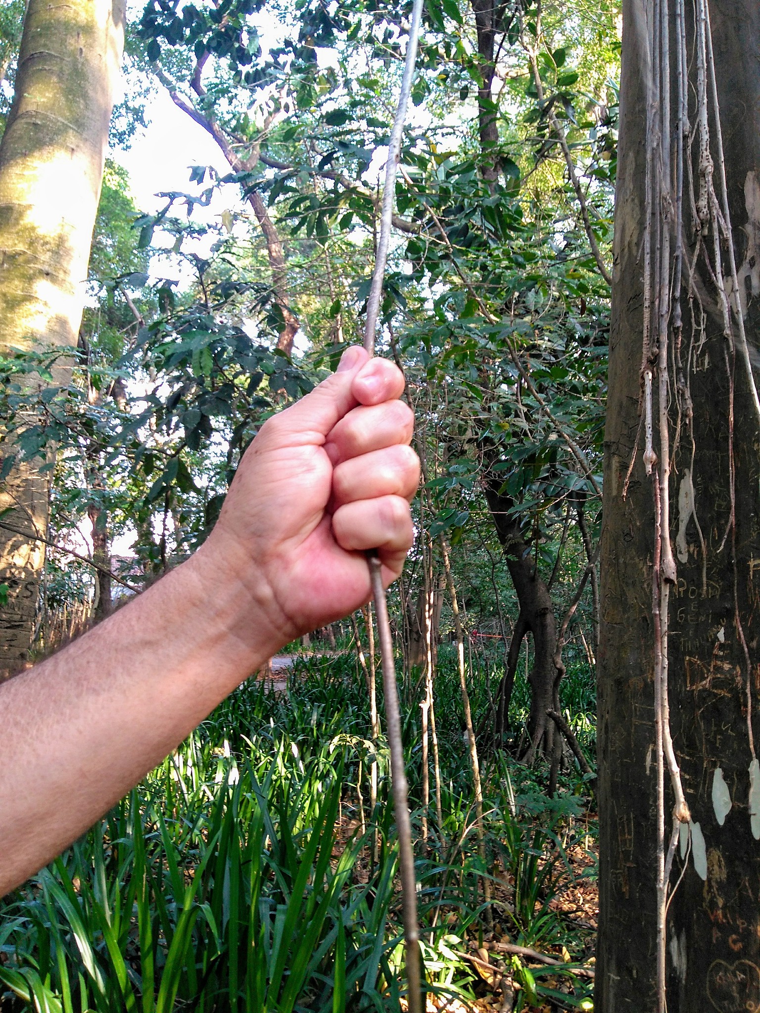 巴西木快速发芽秘诀：繁殖方法和肥料选择指南