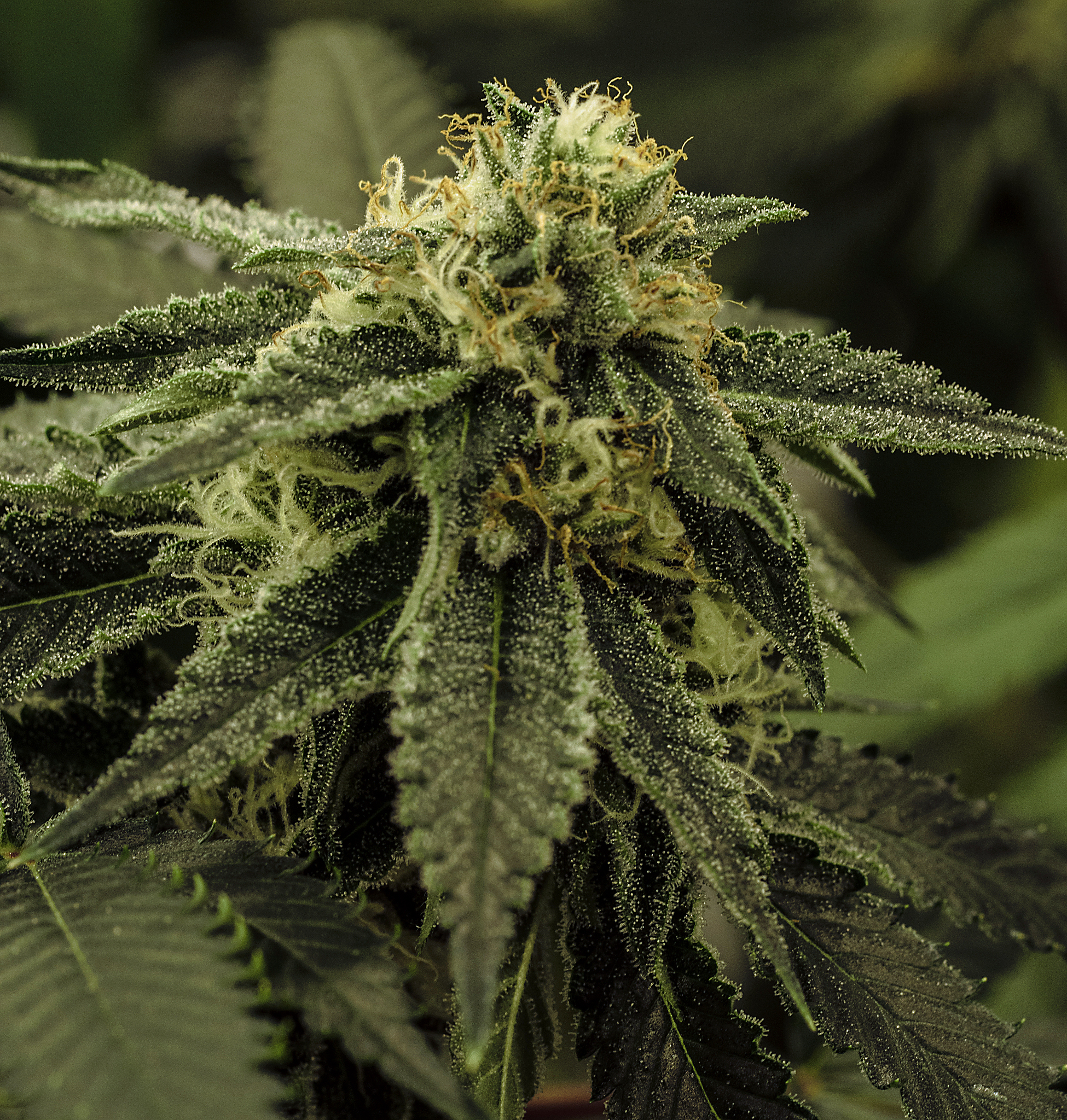 live cannabis macro bud shot